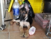 tphcm bán một con chó bẹc giê đực 3 tháng . trích ngừa đủ