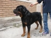 phối giống chó rottweiler