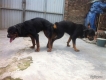 rott đực 55kg:7tr,rott con:3tr8,thanh lí giá rẻ luôn