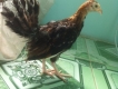 gà tre trống - mái mỹ rặc tại q.bình tân - ae nào đam mê qẹo lựa