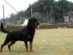 Hà nội và toàn quốc nhận phối chó rottweiler thuần chủng có giấy tờ VKA, EP secbia