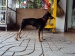 tphcm bán chó miniature pinscher ( fox hươu )