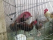Gà rừng không nuôi cần bán,Q6