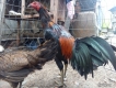 Gà peru to và gà lai cần bán cho ae choi giá mềm