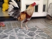 Gà tre xám điều chân trắng lai 50% khét. Chuối lai. Bán hoặc giao lưu
