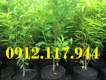 Cung cấp cây Vối Bắc (hay còn có tên gọi là Vối Nếp, Chè Quế)