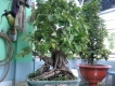 bo de bonsai cao 1m.rong 0.8m