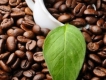 cung cấp cafe hạt,cafe rang xay giá chỉ 70.000 đ/kg