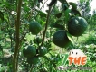 Cam sành vườn ngon, không ngâm thuốc, trái cây miền Tây, Hậu Giang, giá tốta