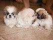 Chó Pekingese thuần chủng mini, lùn, cực xinh