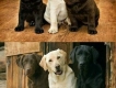 Chó Labrador thuần chủng Anh quốc, cực kỳ khôn ngoan****hot****