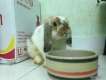 Bán pé thỏ holand lop 8 tháng tuổi và lồng, giá rẻ