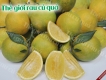 Chuyên cung cấp sỉ và lẻ hàng Chanh đào