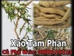 Xáo Tam Phân:Cây thuốc quí...có tác dụng ức chế và tiêu diệt 5 dòng tế bào ung bứu