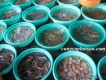 Chuyên cung cấp hải sản tươi sống ( linh lĩnh )