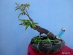 Bán Mai Vàng Bonsai 150k cho anh em !