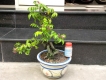 khế bonsai mini