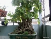ban cay BO` DE` BonSai