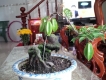 khế bonsai mini có trái giá rẽ