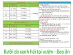 Bưởi da xanh hái tại vưởn - Bao ăn toàn quốc!