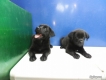 tphcm bán bầy chó labrador hơn hai tháng mầu đen tuyền