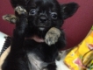 Chó Chihuahua lông dài cao cấp. L/h: 0903695695