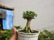 Cần bán lô  cây sam hương indonexia bonsai mini tuyệt đẹp cho anh em