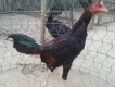 Chuyên Gà ASIL, PERU, MỸ, từ gà con đến gà đá tại TRÀ VINH !!!