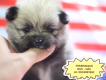 Cún Pomeranian baby Thuần Chủng