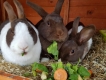 Cung Cấp Thịt Thỏ Tươi - TP HCM
