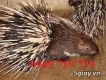 CHUYÊN BÁN NHÍM THỊT GIAO HÀNG TẬN NƠI TẠI TP HCM BÌNH DƯƠNG ĐỒNG NAI