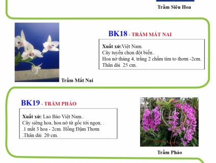 Bên mình cung cấp các loại Lan rừng và Lan cấy mô
