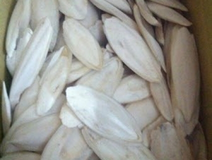 Cần thu mua nang mực (mai mực) số lượng lớn