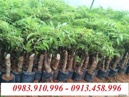 Thu mua & cung cấp Giống Đinh Lăng Nếp sll trên toàn quốc, có hợp đồng