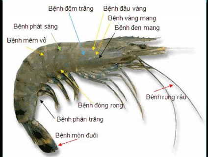 Phòng và trị bệnh nuôi tôm hiệu quả 2019