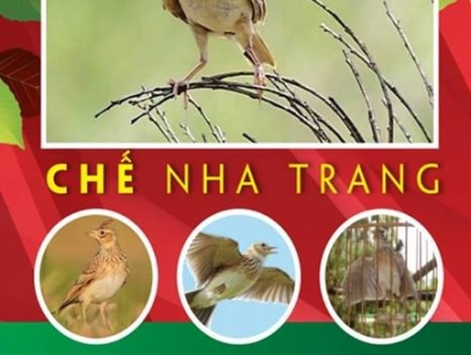 Phụ kiện dành cho Chim Sơn Ca