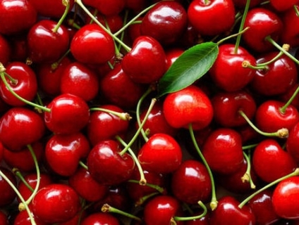 cây giống cherry brazil - chuẩn giống - hvnn vn- Thơm, ngon, ngọt, mát