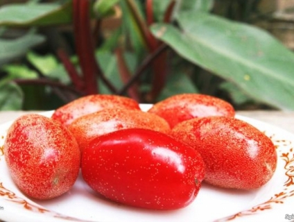 Giống nhót ngọt- GIống cây ăn quả mới lạ có giá trị kinh tế cao