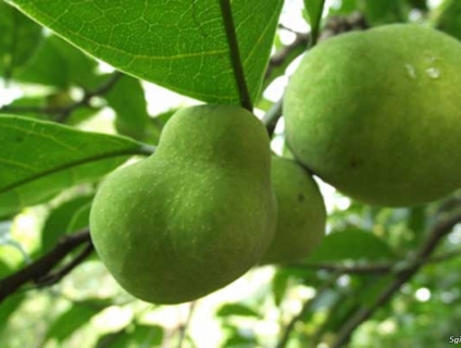 Giống Cây Chay - No mắt, đã nghiền