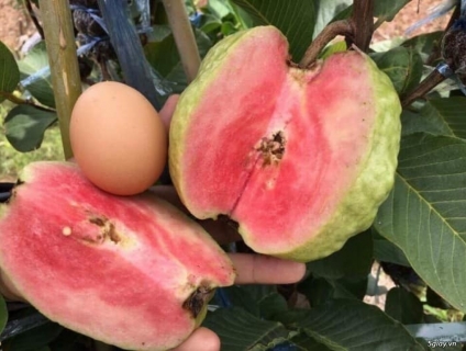 Ổi Rubi Ruột Đỏ Đài Loan - giống cây kinh tế cao