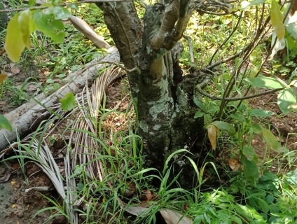 Mình bán mai rừng đủ kích cỡ, giá thỏa thuận.