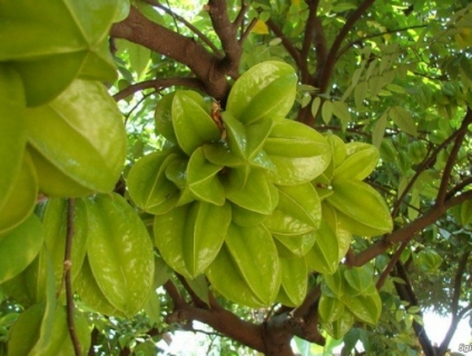 Giống Cây Khế Ngọt - Vị thuốc tốt cho sức khỏe