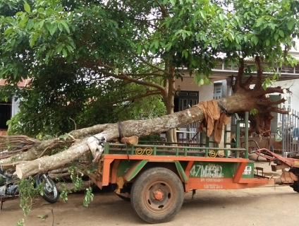 Bán 4 cây khế như hình. Vành 80