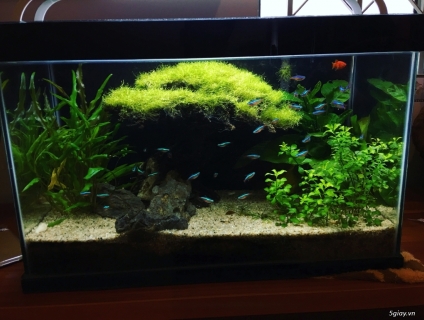 bán hồ thuỷ sinh 60*35*35 dáng bonsai đẹp