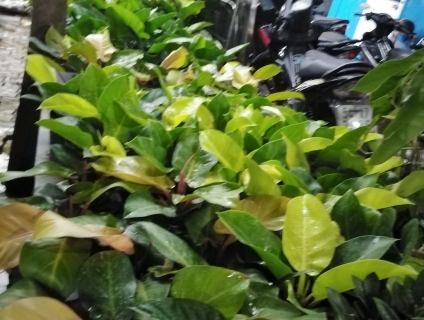 Trầu Bà Đế Vương