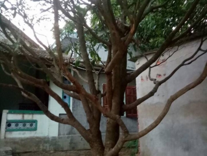 Cần bán cây mai vàng vành 81 thân.