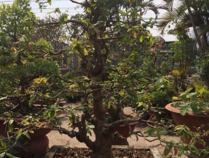 Cần bán gấp bộ 3 cây kiểng cổ giá 800 triệu