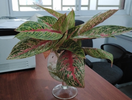 Cây Thịnh Vượng Trong Nước