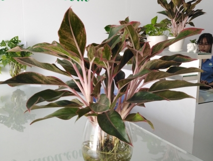 Cây Phú Quý Trong Nước