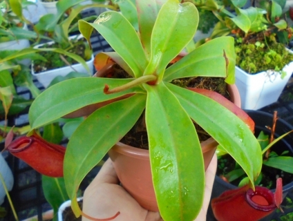 Cây nắp ấm - cây bẫy kẹp - ship toàn quốc